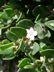 Muehlenbeckia volcanica