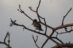 Myiarchus tyrannulus