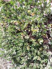 Muehlenbeckia volcanica