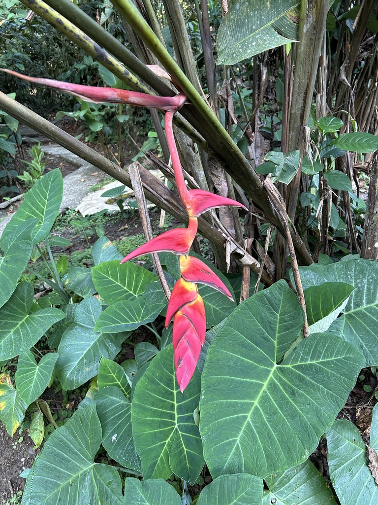 giant heliconia from Pococi, Limon, CR on April 2, 2024 at 06:18 AM by ...