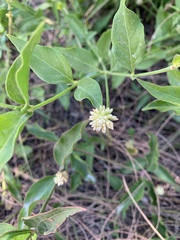 Gomphrenoideae