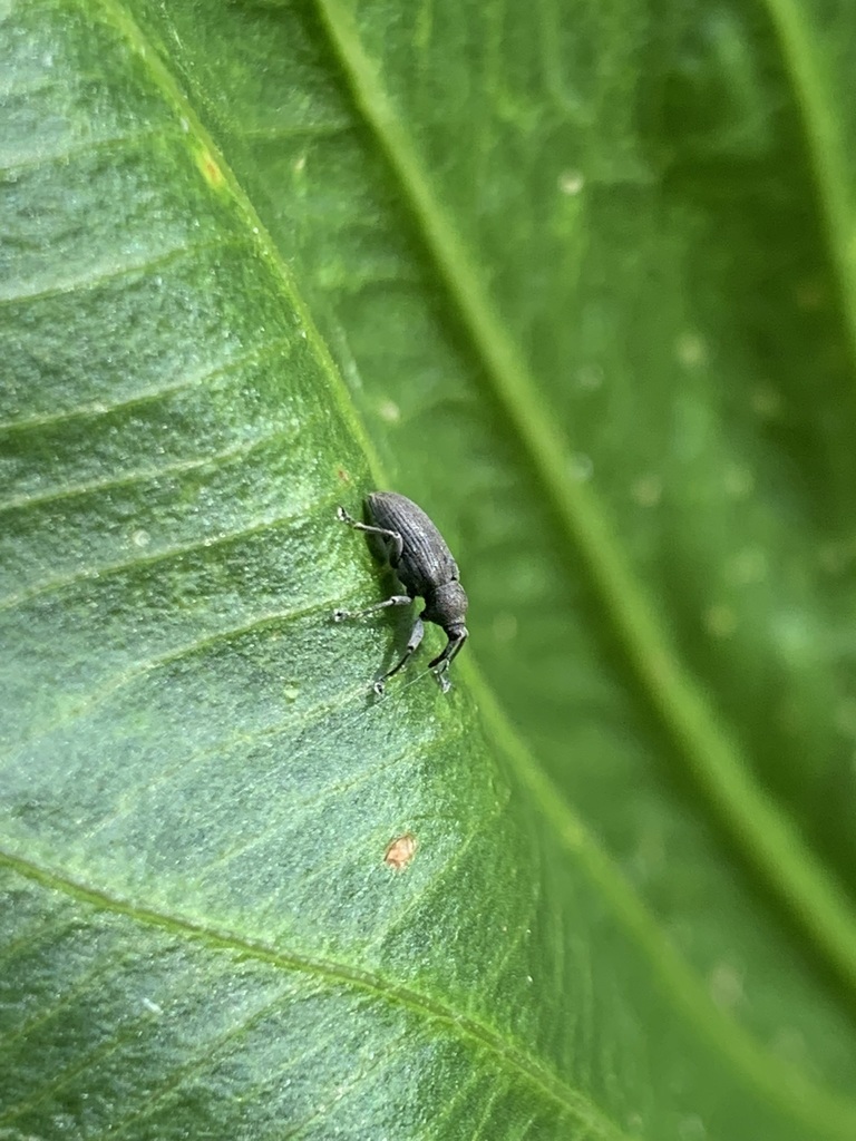 Hypselus ater