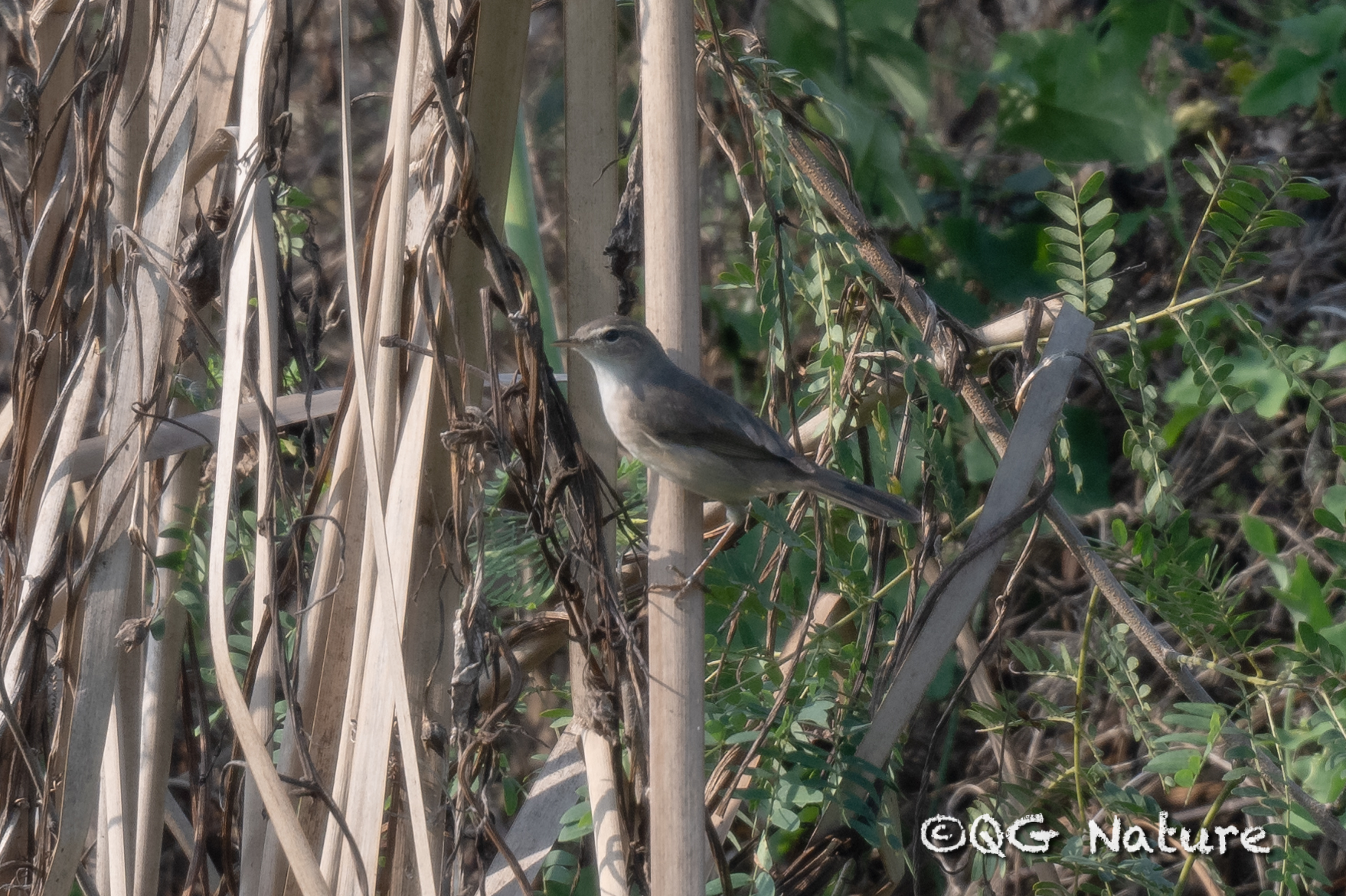 Dusky Warbler
