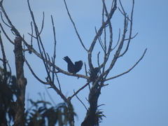 Turdus fuscater