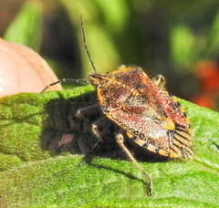 Agonoscelis versicoloratus