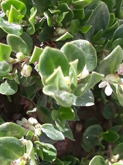 Muehlenbeckia volcanica