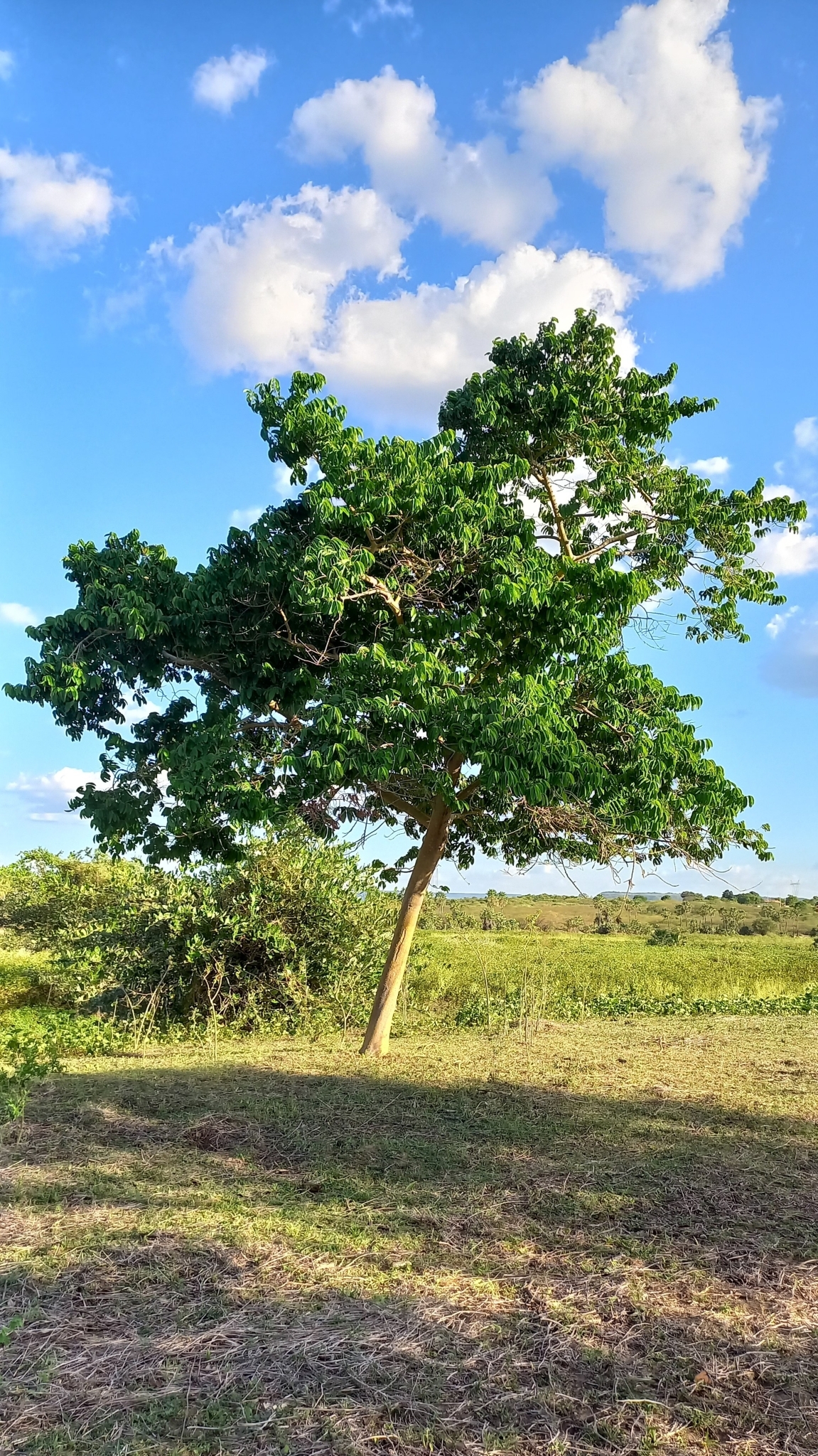 Imagem de Mama cadela