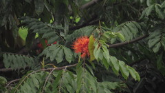 Brownea grandiceps