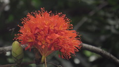 Brownea grandiceps