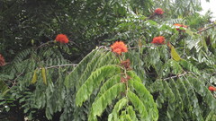 Brownea grandiceps