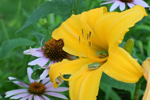 Gray Treefrog Species Complex photographed in Minnesota