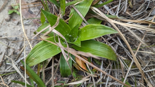 Image of Aletris aurea by (c) Joseph Aubert, some rights reserved (CC BY)