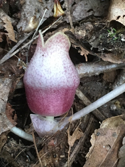 Hexastylis rhombiformis
