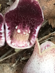 Hexastylis rhombiformis