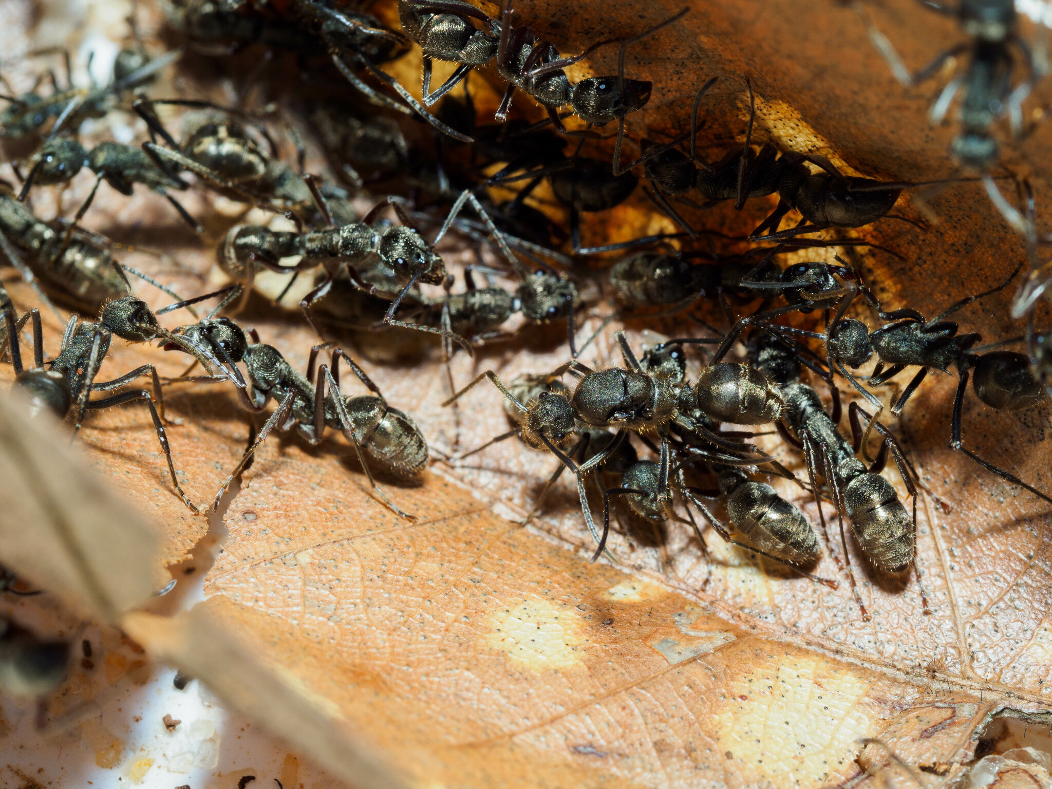 Polyrhachis lama