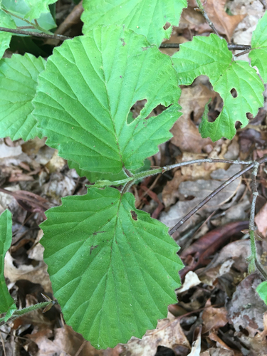 Carolina arrowwood (Viburnum carolinianum)