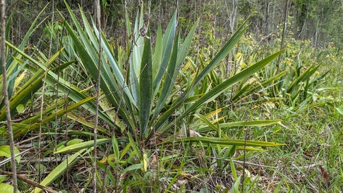 Image of Yucca cernua by (c) Joseph Aubert, some rights reserved (CC BY)