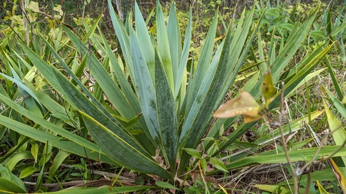 Nodding Yucca (Yucca cernua)