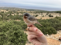 Eastern Subalpine Warbler photo 5