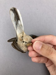 Eastern Subalpine Warbler photo 4