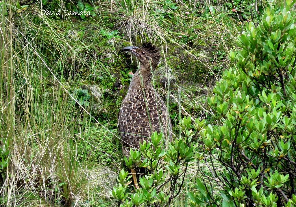 Taczanowski's Tinamou