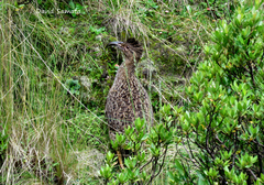 Taczanowski's Tinamou photo 1