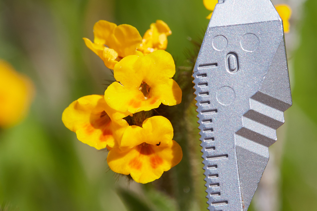 bent-flowered fiddleneck