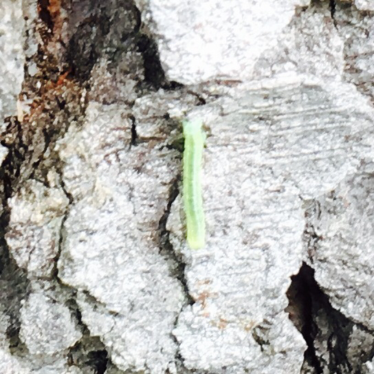 Baccharis Inchworm Moth