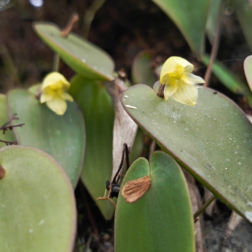 Stelidilabia Orchid
