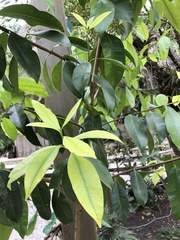 Calophyllum brasiliense