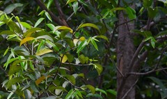 Aquilaria malaccensis