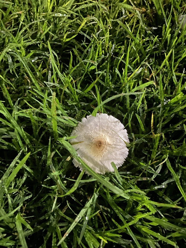 Chlorophyllum hortense · March 2024 · photo: © carancho (iNaturalist, cc-by)
