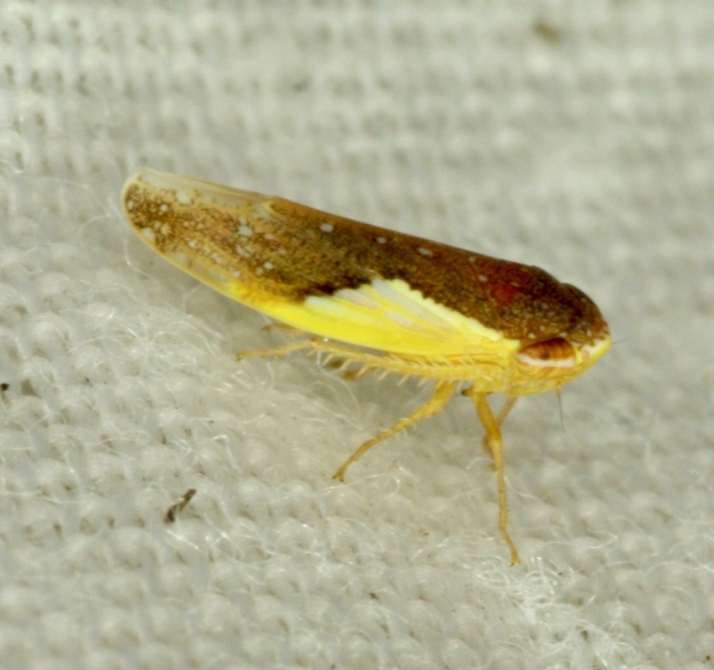 Norvellina flavida