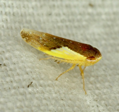 Norvellina flavida
