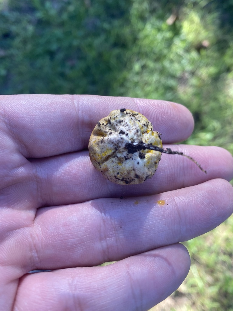Calvatia rubroflava