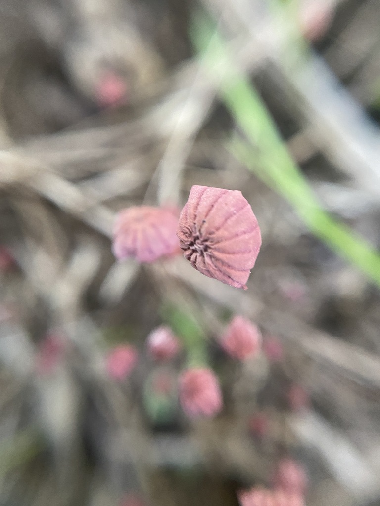 Marasmius haematocephalus · March 2024 · photo: © carancho (iNaturalist, cc-by)
