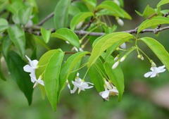 Wrightia religiosa