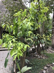 Calophyllum brasiliense