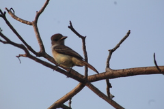 Myiarchus tyrannulus