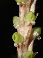 Prescottia stachyodes image