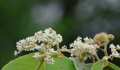 Commersonia bartramia