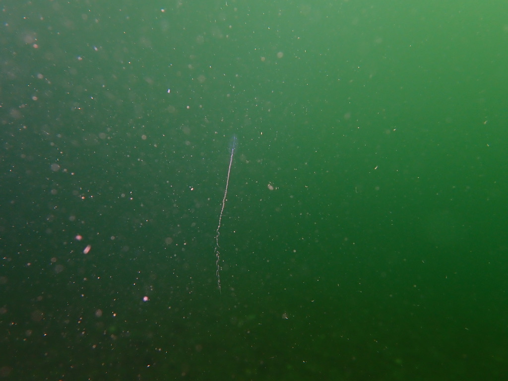 Common Siphonophore from Alberni-Clayoquot, BC, Canada on March 31 ...