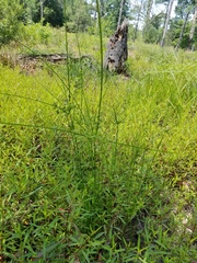 Cyperus surinamensis