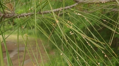 Coleosporium
