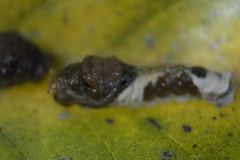 Papilionidae