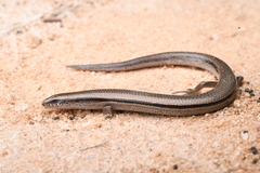 Southern Slider photo 3