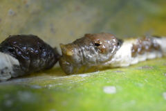 Papilionidae