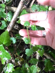 Veronica hederifolia-sublobata-triloba