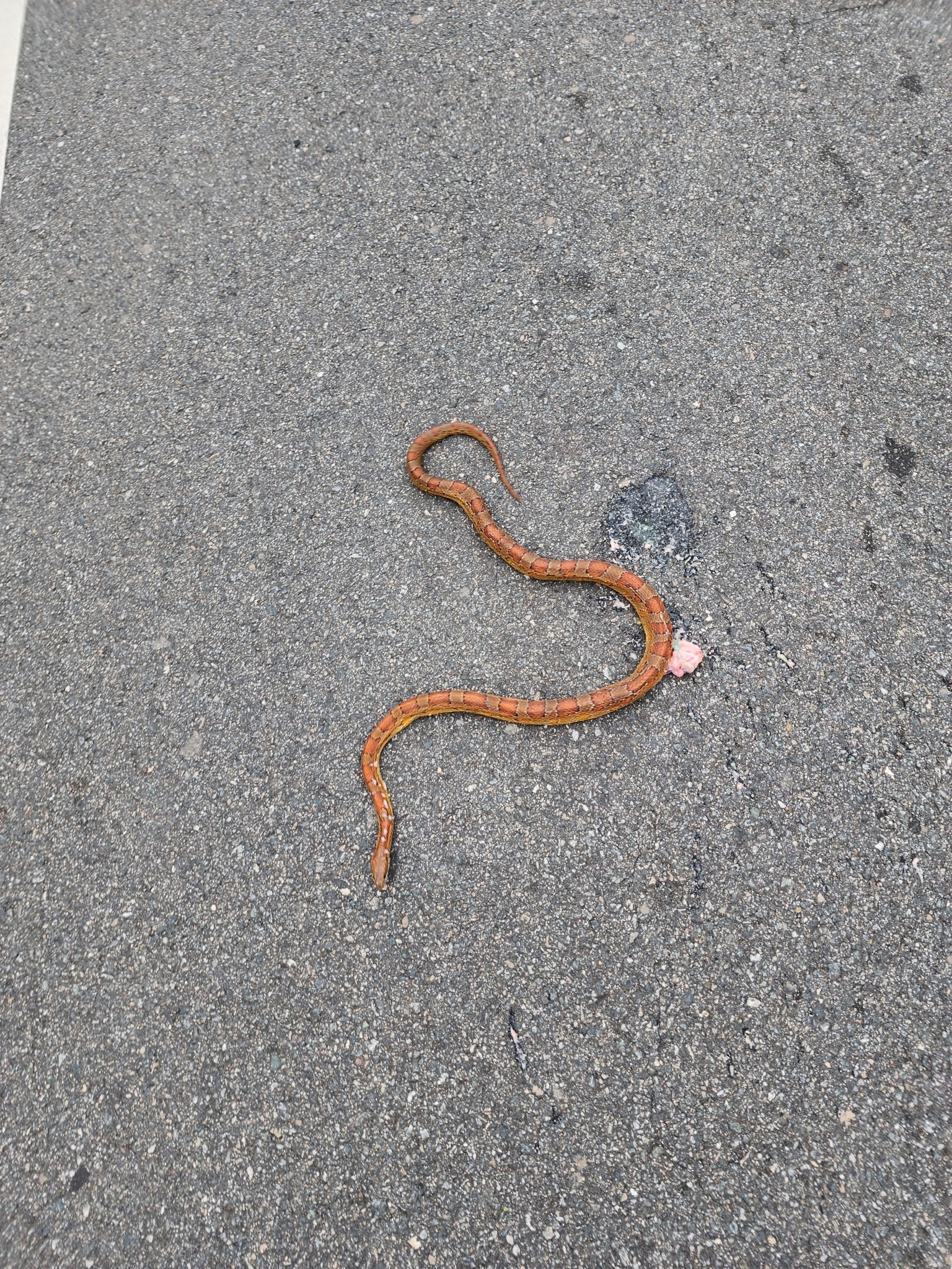 eastern corn snake, gewöhnliche kornnatter, red cornsnake