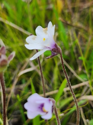 Image of Pinguicula ionantha by (c) Scott Allen Davis, some rights reserved (CC BY)